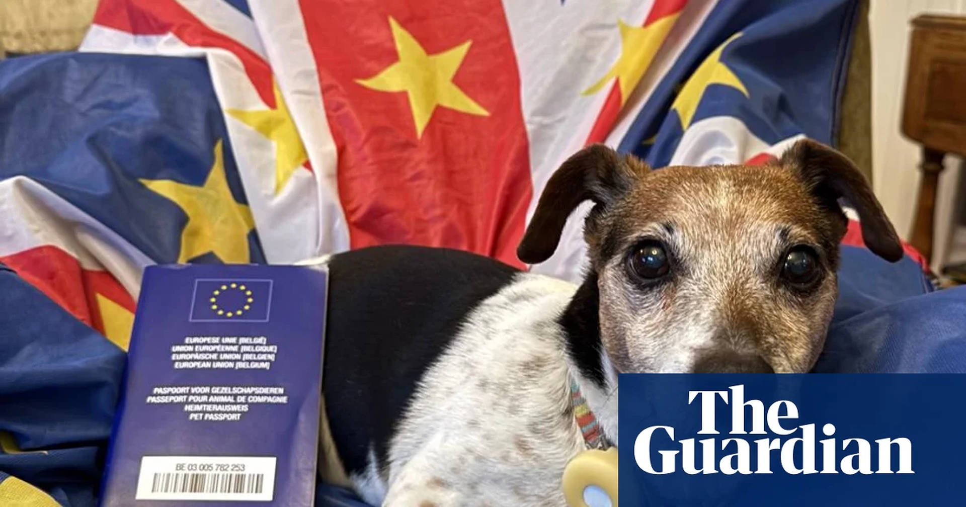 Pet Passport Scheme Sparks Global Warning for British EU Travelers