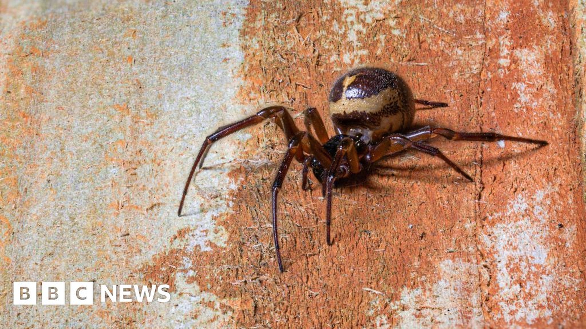 Global Health Alert: Understanding the Noble False Widow Spider's Impact