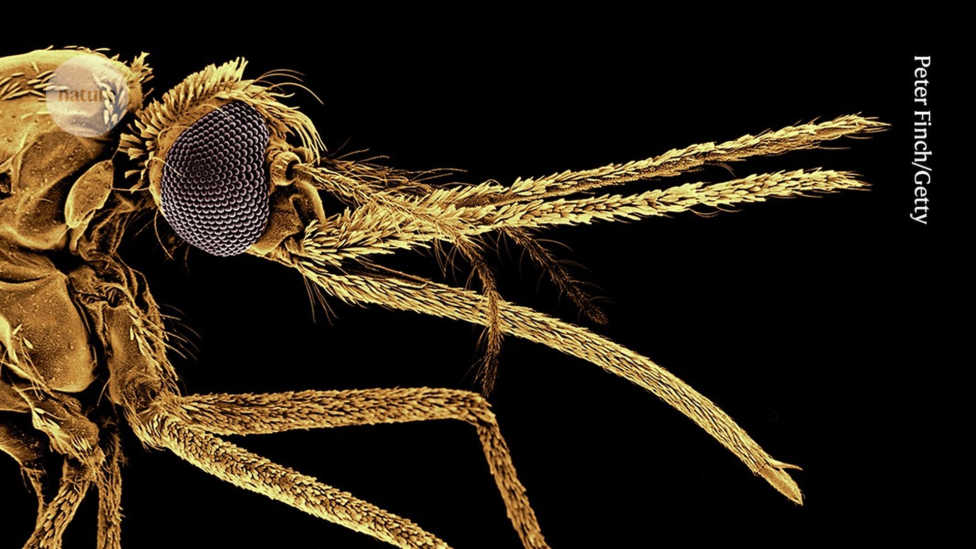 Malaria Deaths Rise Amidst Vaccine Promise: A Global Health Paradox