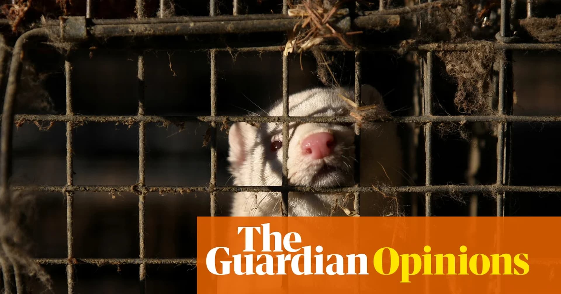 Global Health and Education Watch: Ban fur farming or risk a new pandemic |