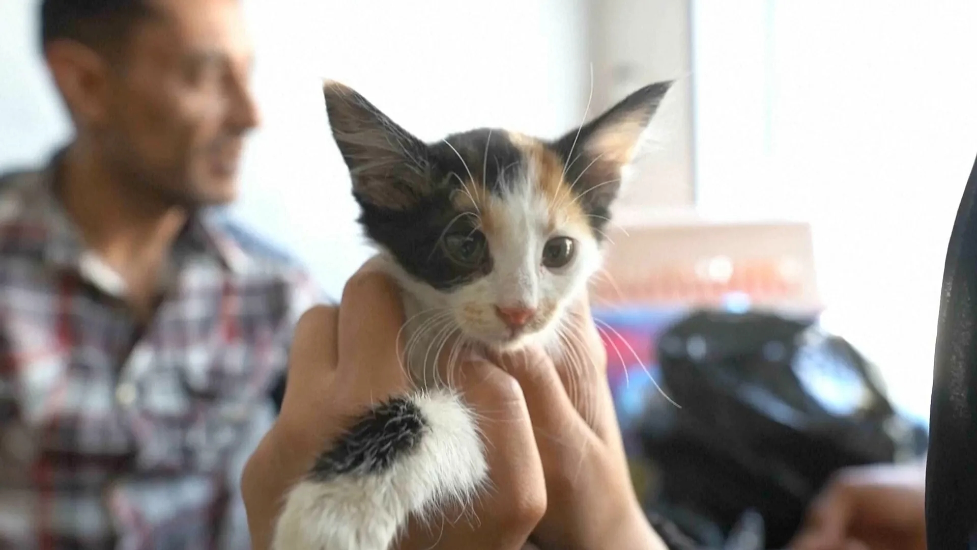 Global Health and Education Watch: Gaza pet owners struggle to keep animals healthy amid