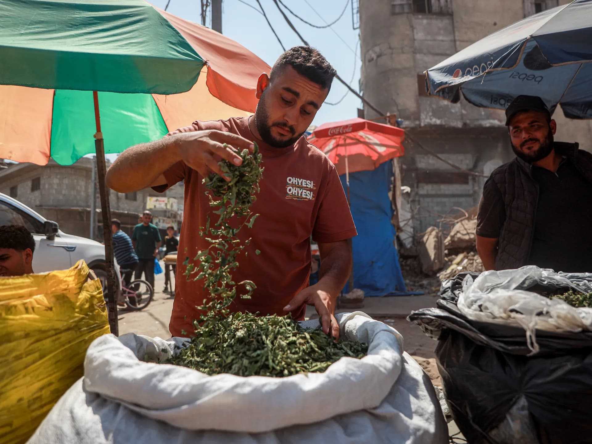 Global Health and Education Watch: Molokhia cigarettes: Gaza’s toxic alternative to tobacco