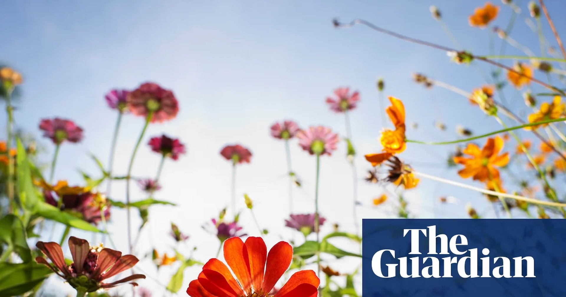 Global Health and Education Watch: Natural history GCSE to teach teenagers to plant wildflower-friendly