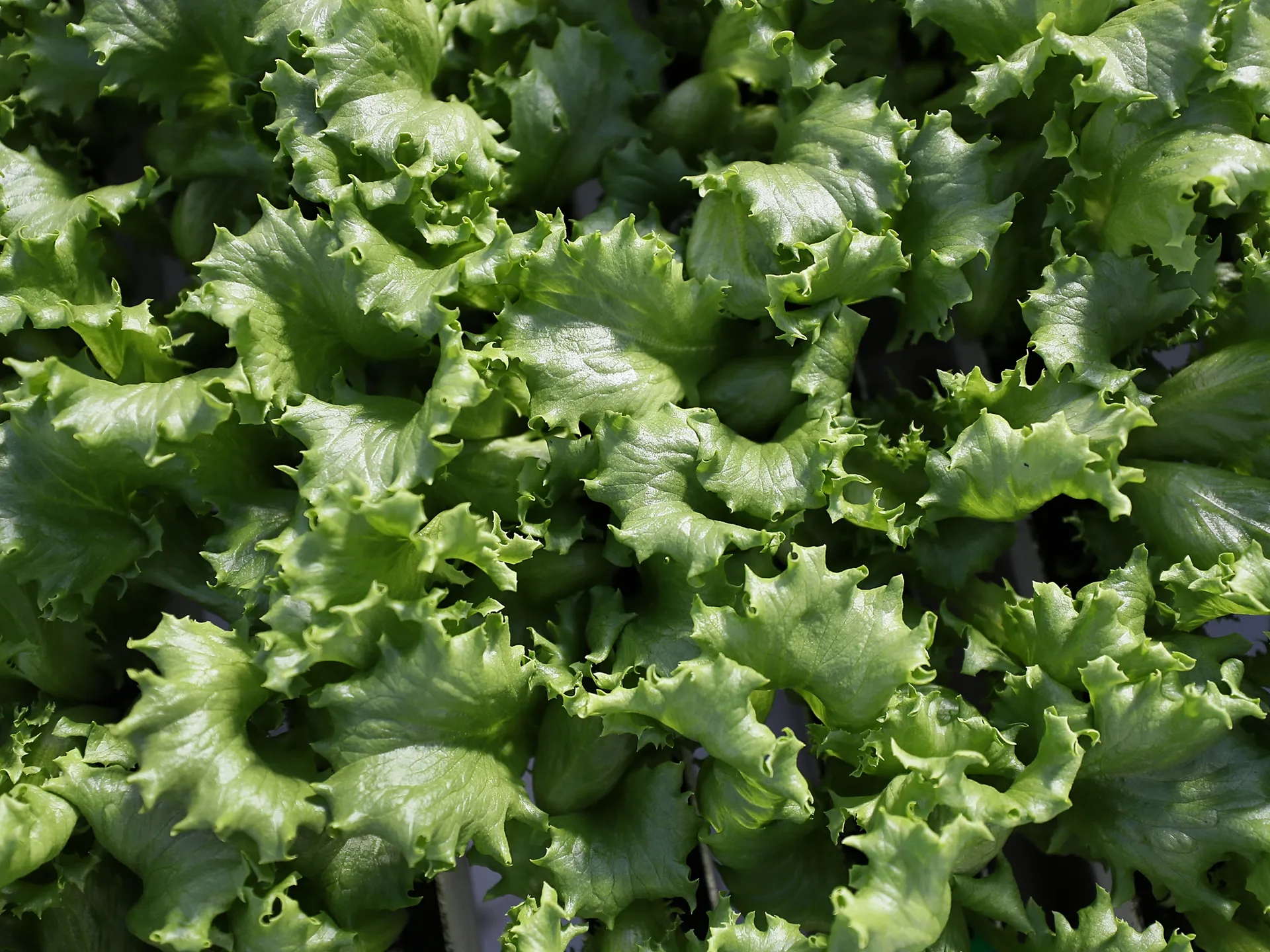 Global Health and Education Watch: What is cyclospora? Diarrhoea symptoms, foods linked to US