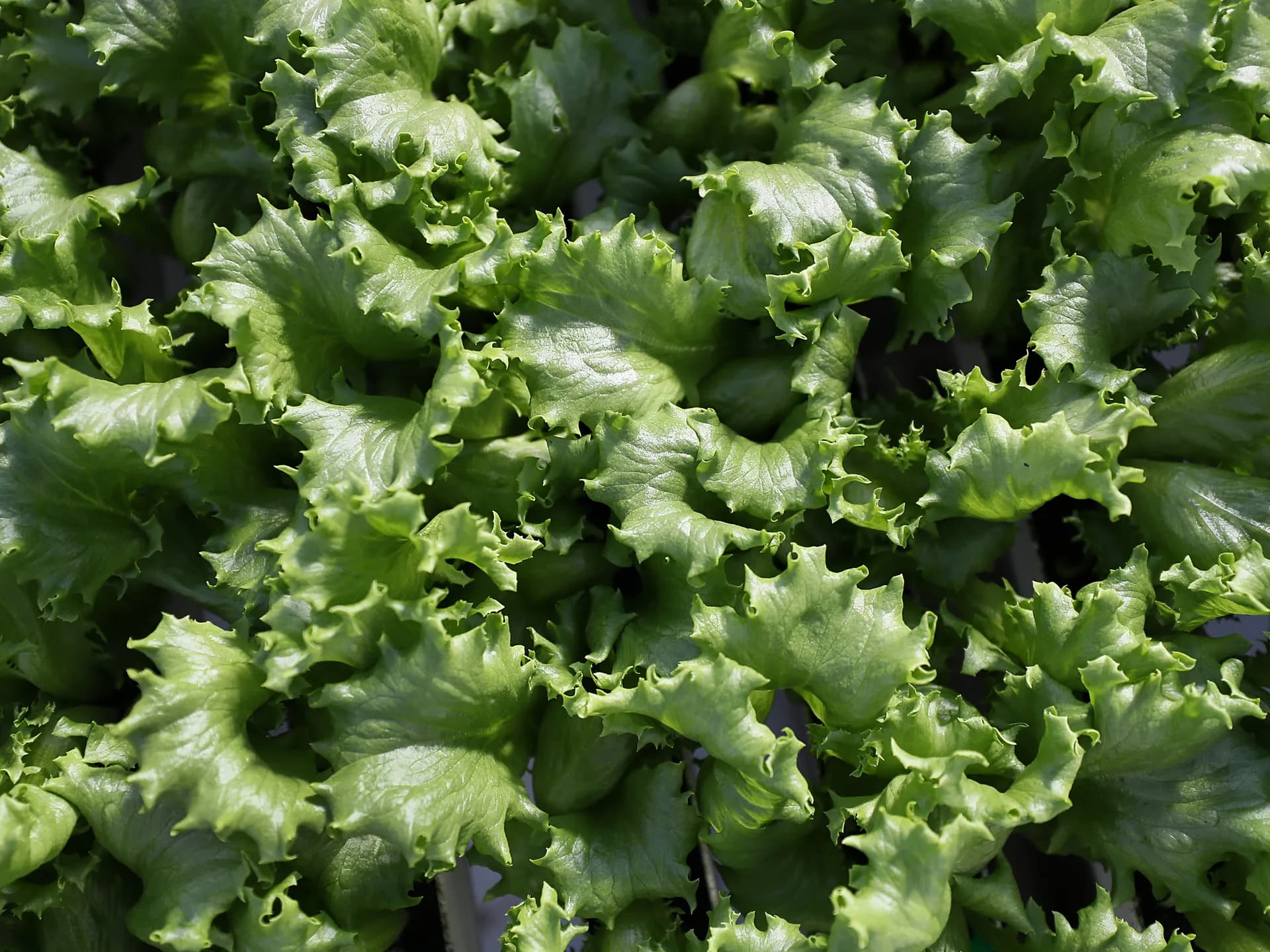 Global Health and Education Watch: What is cyclospora? Diarrhoea symptoms, foods linked to US