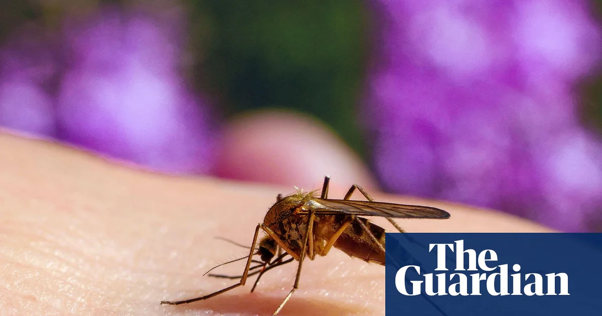 Global Health and Education Watch: Stop the bites! How to survive another summer of